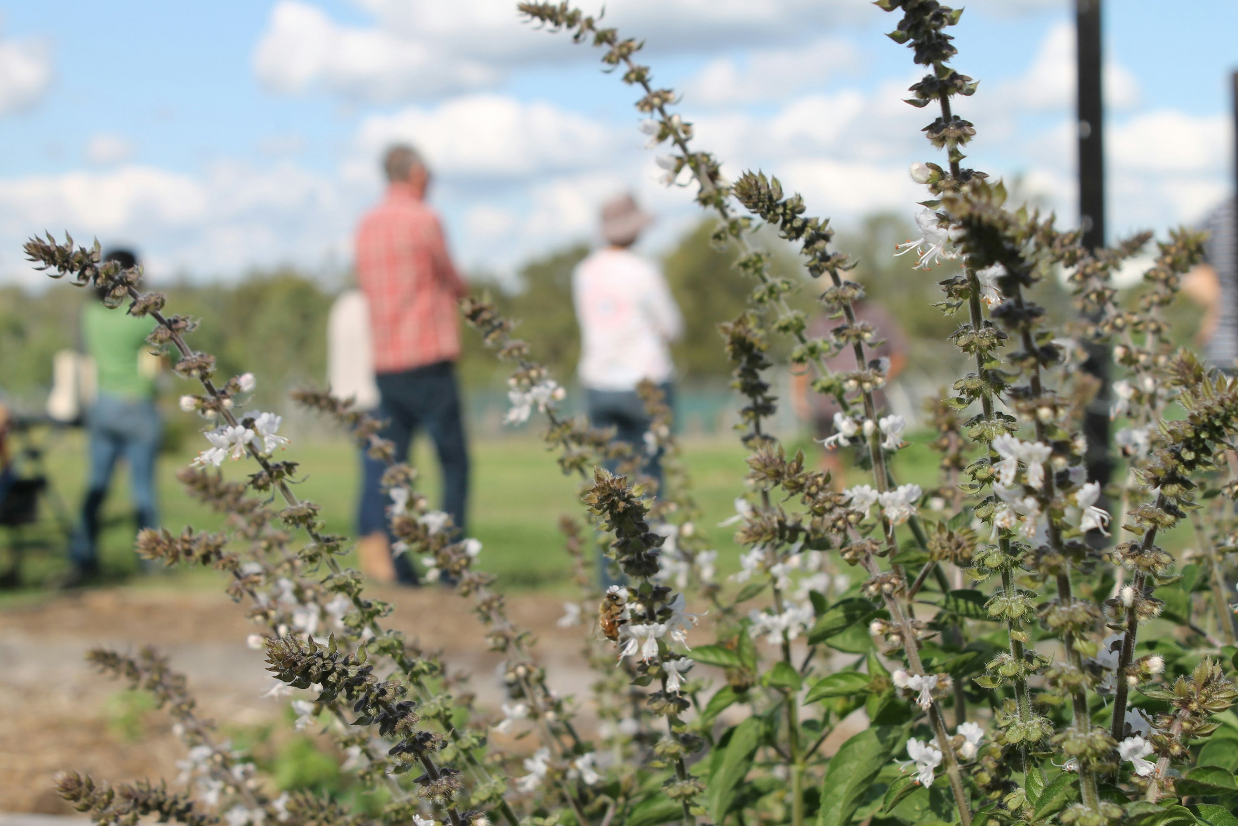 A group of people walking around a park